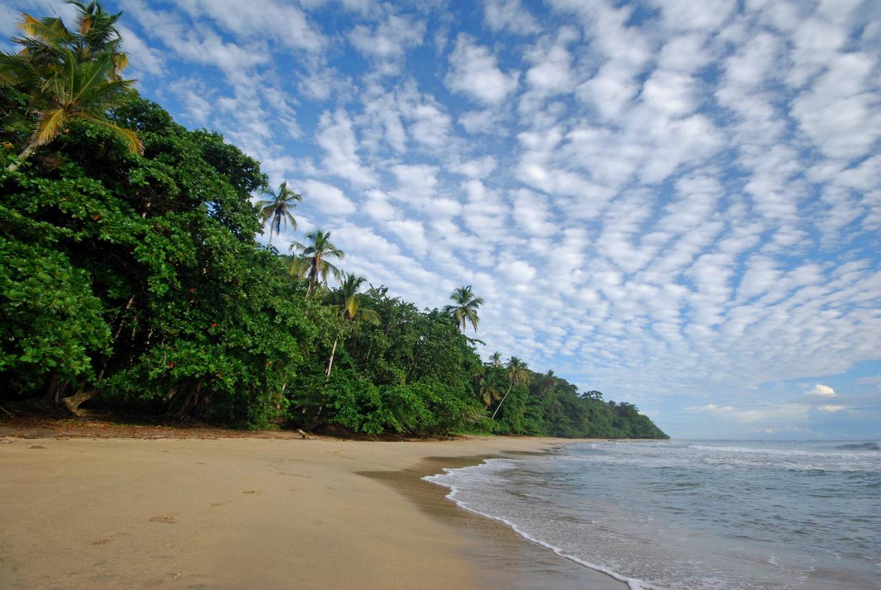 amadrigal_playa_cocles