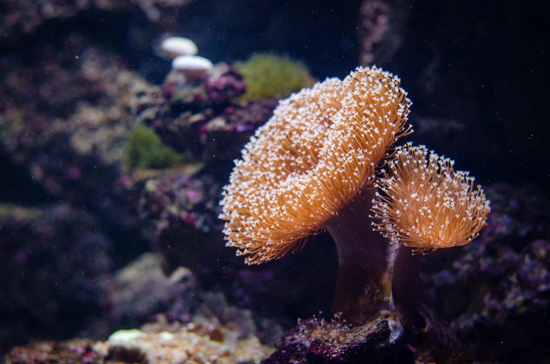 How are the coral reefs formed?