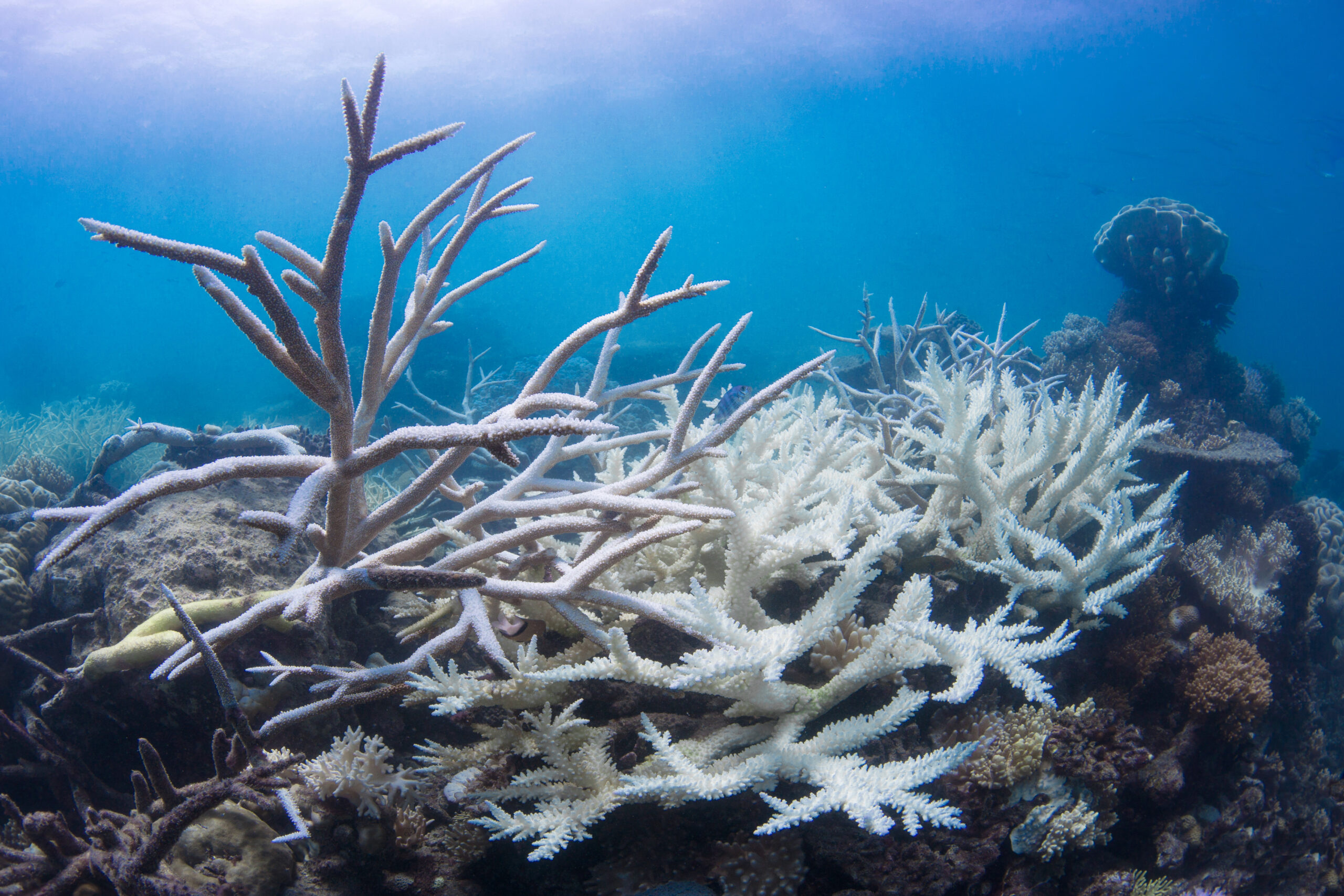 Credit_ The Ocean Agency _ Ocean Image Bank